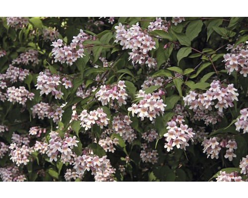 Rijkbloeiende abelia struik met groene bladeren
