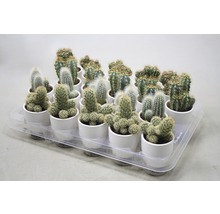 Tray met verschillende cactussen in witte potten