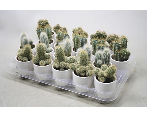Tray met verschillende cactussen in witte potten