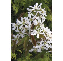 Bloeiende tak met witte bloemen