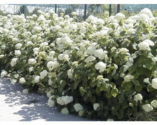 Hortensiaheg met witte bloemen