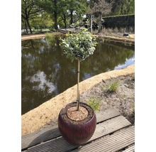 Bolboom in pot naast een vijver in de tuin
