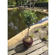 FLORASELF® Laurierkers op stam Prunus lusitanica angustifolia-thumb-0