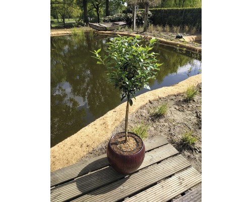 FLORASELF® Laurierkers op stam Prunus lusitanica angustifolia-0