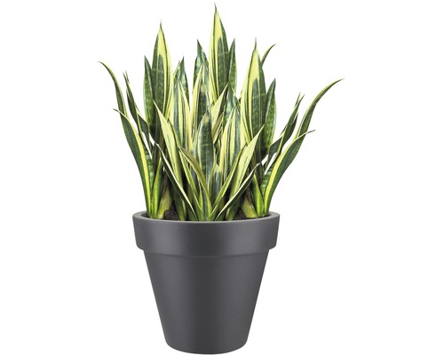 Sansevieria kamerplant in pot
