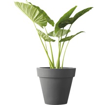 Alocasia kamerplant in een pot