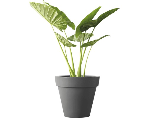Alocasia kamerplant in een pot