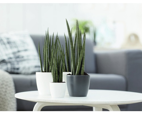 Drie sansevieria planten in potten op een tafel in de woonkamer.