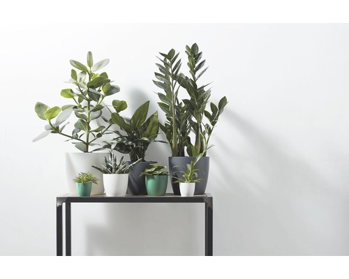 Kamerplanten in potten op een tafel