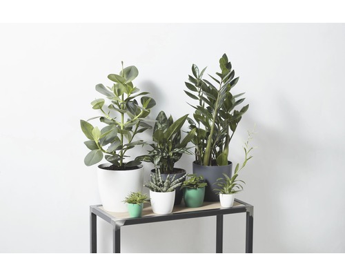 Diverse kamerplanten in potten op een tafel