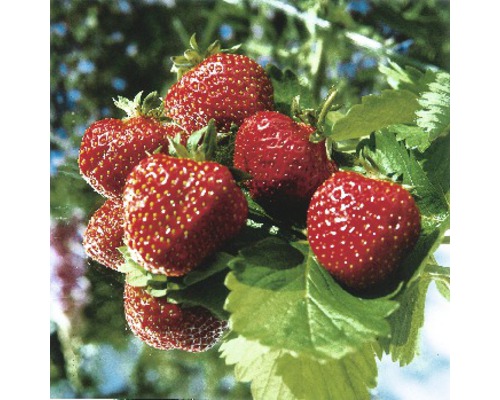 FLORASELF Aarbei Fragaria x ananassa 'Ostara' per 6 st FLORASELF Aarbei Fragaria x ananassa 'Ostara' per 6 st