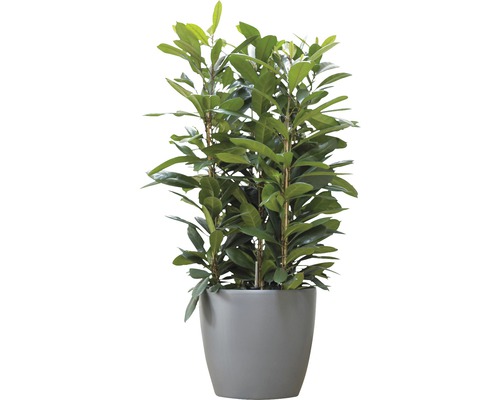 Lauriervijg in pot
