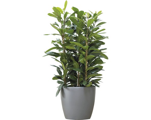 Laurierkers in pot als kamerplant