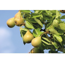 Peren aan de boom met bladeren