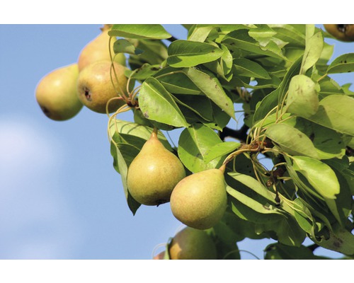 Peren aan de boom met bladeren