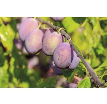 FLORASELF® Pruimenboom Wonder Tree 'Opal' Ø24 cm wit