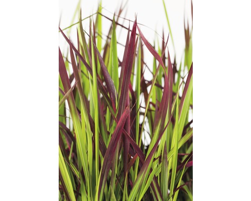 Siergras met groene en rode bladeren
