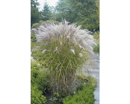 FLORASELF Prachtriet Miscanthus sinensis 'Kleine Silberspinne' potmaat Ø 19 cm H 10-100 cm