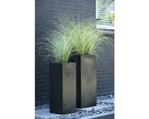 FLORASELF Prachtriet Miscanthus sinensis 'Morning Light' potmaat Ø 24 cm H 10-100 cm