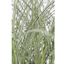 Detailopname van siergras met smalle bladeren