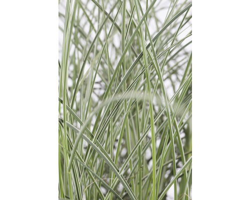 Detailopname van siergras met smalle bladeren