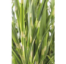 Hoog siergras met gestreepte bladeren voor de tuin