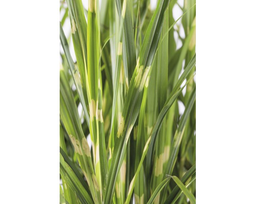 Hoog siergras met gestreepte bladeren voor de tuin