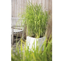 Tuinaanzicht met siergras in een witte plantenbak en een houten bank