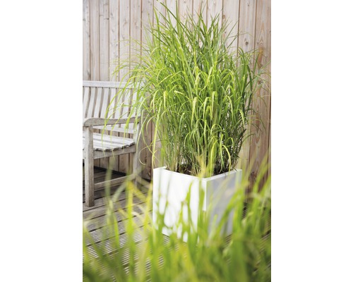 Tuinaanzicht met siergras in een witte plantenbak en een houten bank