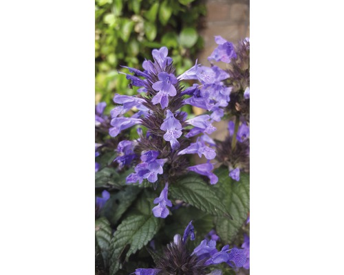 Close-up van paarse kattenkruidbloemen