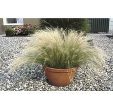 Pot met vedergras in de tuin
