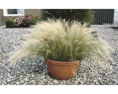 FLORASELF Vedergras Stipa tenuifolia 'Pony Tails' potmaat Ø 14 cm H 10-30 cm Pot met vedergras in de tuin