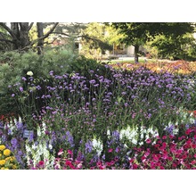 Bloemperk met diverse bloeiende planten in de buitenlucht