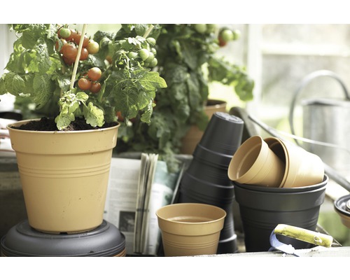 Tomatenplant in pot en stapel plantenbakken