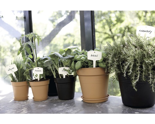 Diverse kruiden zoals bieslook, tomaat, kool, basilicum en rozemarijn in plantenbakken