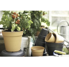 Tomatenplant in een plantenpot naast tuinbenodigdheden