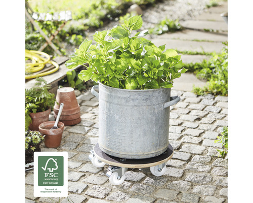 Bloempot met plant op plantenroller buiten