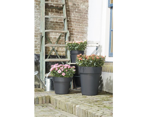 Scene met bloemen in bloempotten en een ladder in de tuin