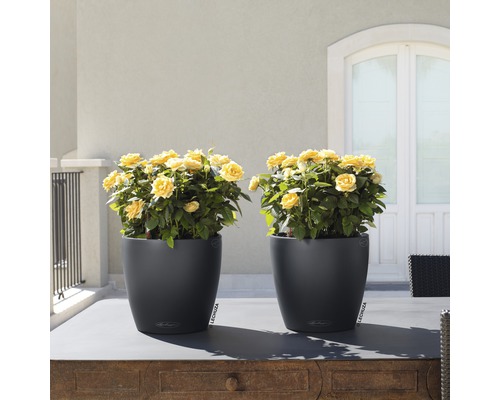 Twee grijze plantenbakken met gele rozen op een tafel buiten.