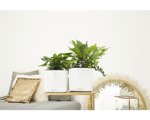 Twee planten in witte bloempotten op een plank