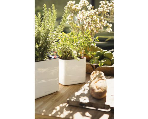Twee vierkante witte plantenbakken met kruiden op een houten tafel
