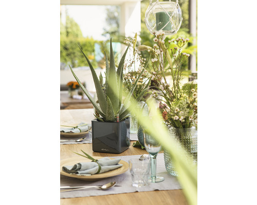 Gedecoreerde tafel met Aloë Vera plant in pot, servies en bloemenvaas