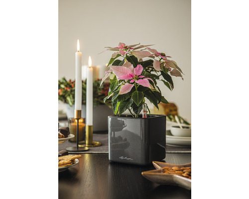 Kerstster met irrigatiesysteem in een pot op een tafel met adventsdecoratie.