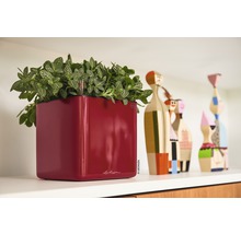 Rode plantenbak met groene plant op een plank