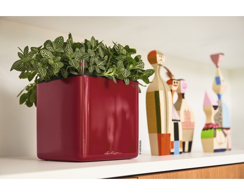 Rode plantenbak met groene plant op een plank