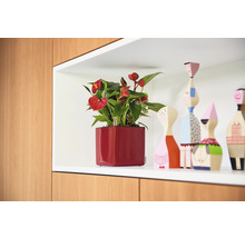 Anthurium in een rode vierkante plantenbak op een plank naast decoratieve houten figuren