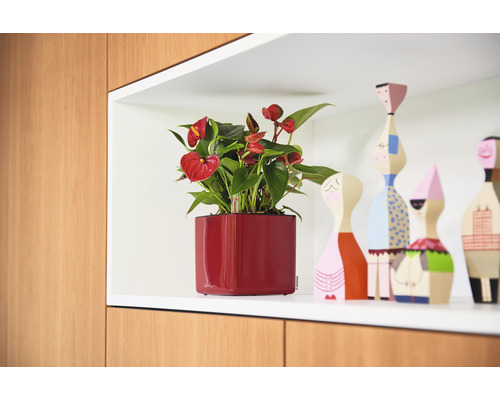 Anthurium in een rode vierkante plantenbak op een plank naast decoratieve houten figuren