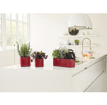 Drie rode plantenbakken met verschillende planten in een lichte keuken.