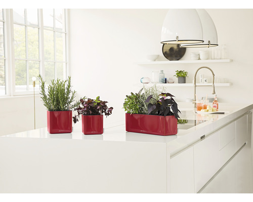 Drie rode plantenbakken met verschillende planten in een lichte keuken.