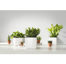 Diverse kamerplanten in potten en plantenbakken op een helder oppervlak.